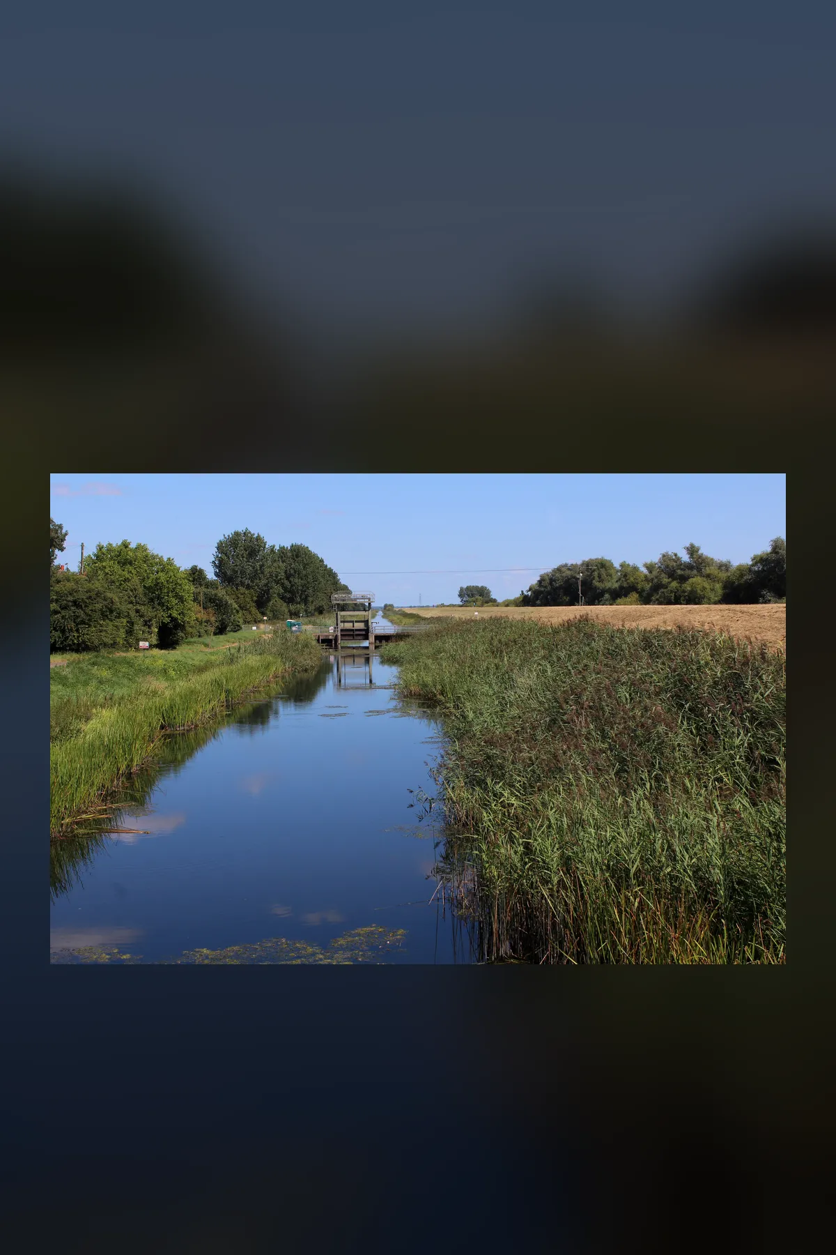 The Old Bedford River at Welney: a long straight channel of still blue water between reed beds and green banks, running to a sluice in the distance under a clear sky.