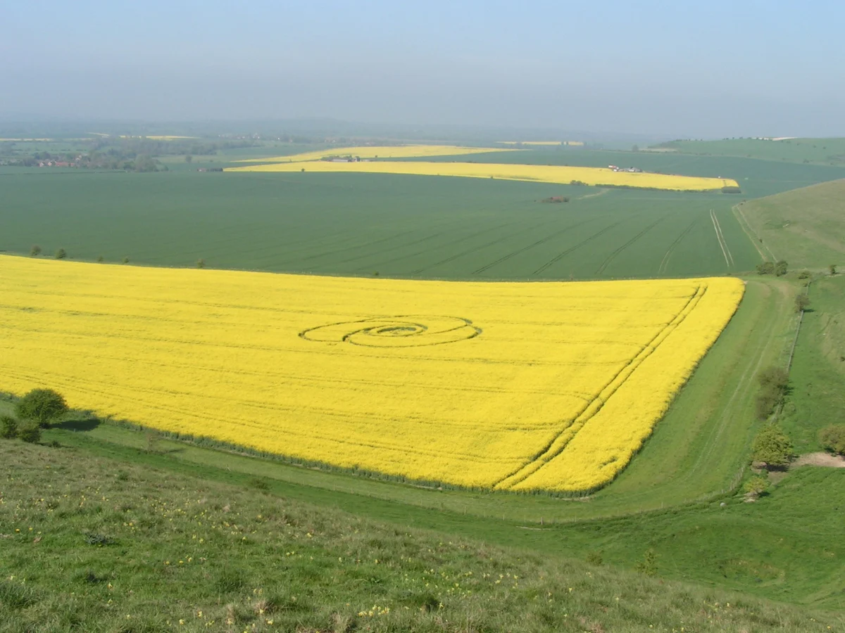 A ringed circle flattened into a yellow field of rapeseed below Milk Hill in Wiltshire, with rolling downland beyond.