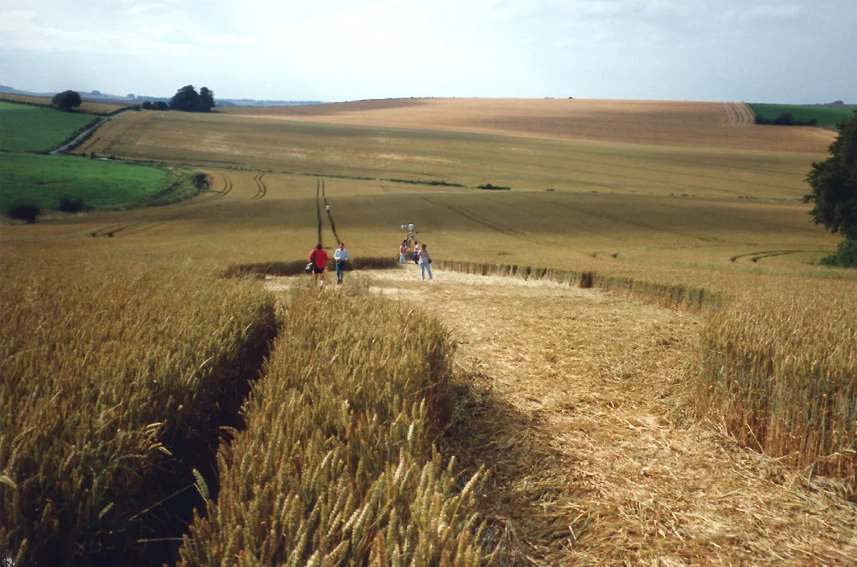 A path of flattened wheat leading across a ripe field to a few visitors standing in a crop formation at Alton Barnes, Wiltshire, with downland behind.