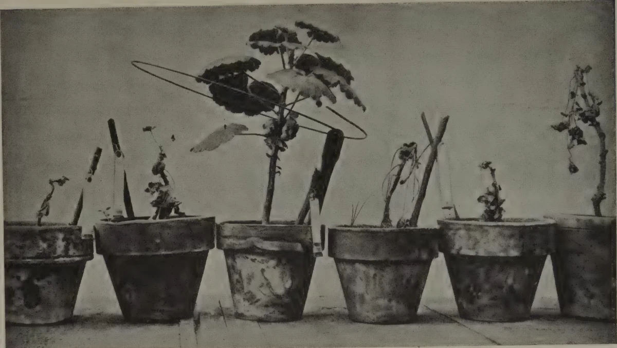 Six clay pots in a row. Around one tall leafy geranium a wire ring is held at an angle by a dark stake. The stems in the other pots are bare or withered.