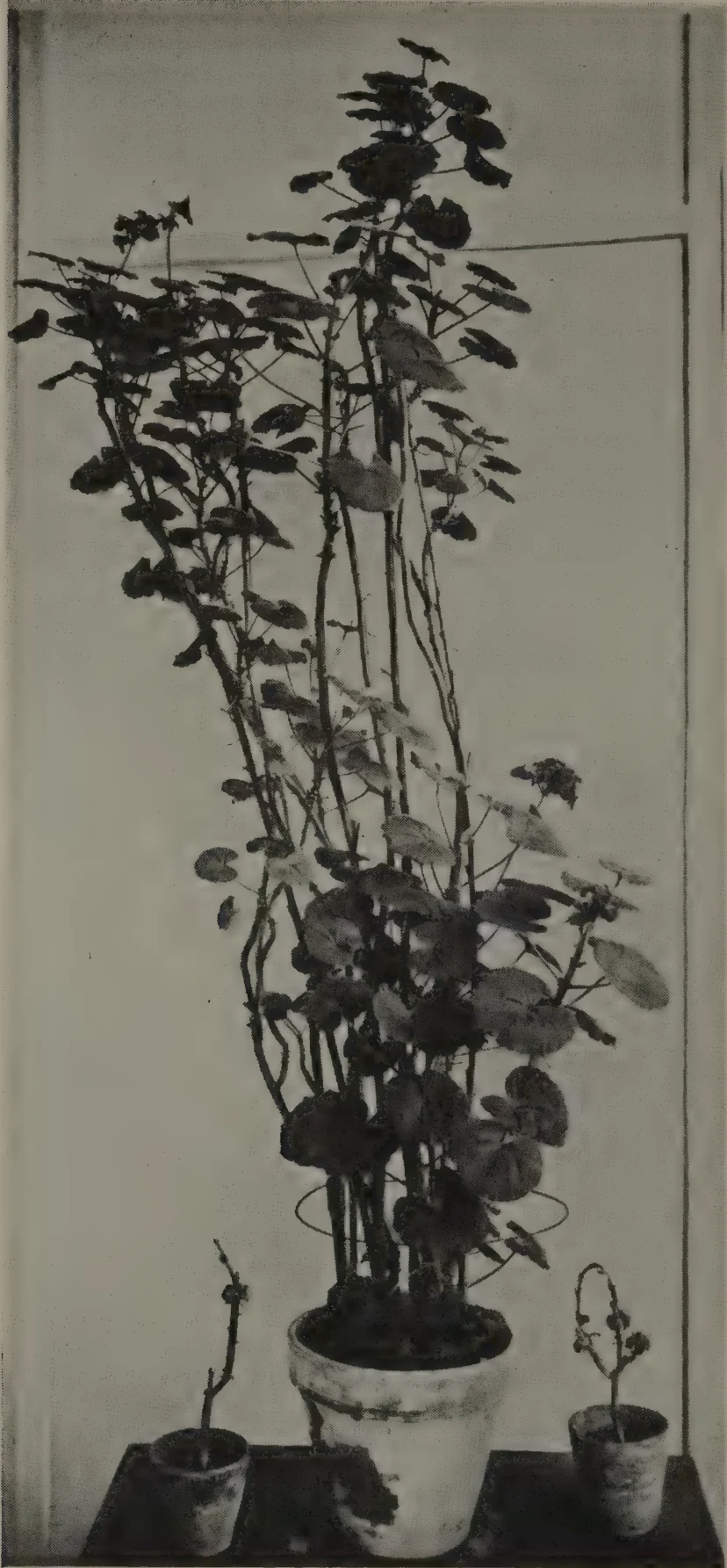 A very tall geranium in a large pot, rising far above two small bare plants in small pots on either side, with a wire ring visible near its base.