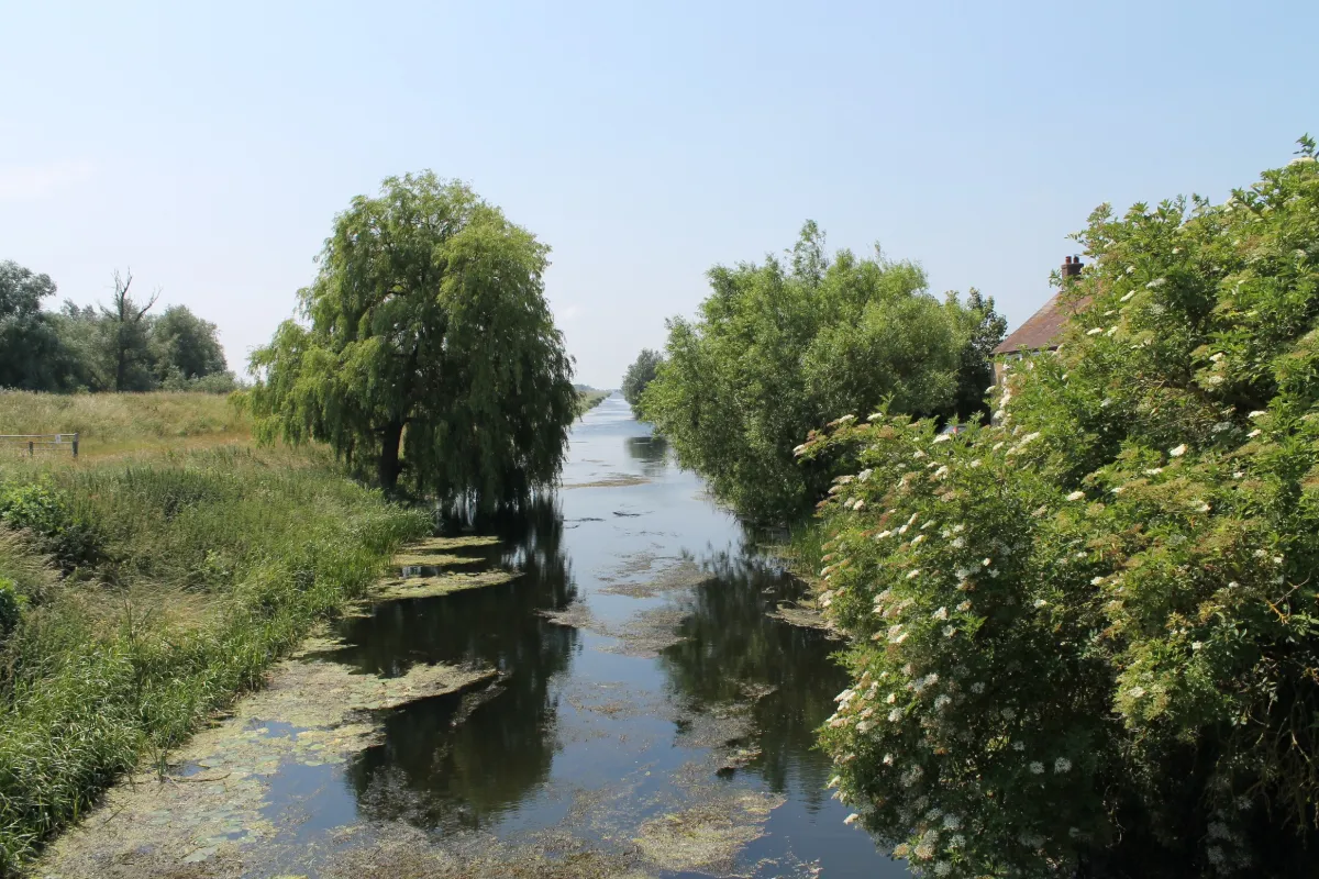 A narrow straight river between willow trees and flowering bushes, running away from the camera under a clear pale sky, with green weed on the water near the bank.