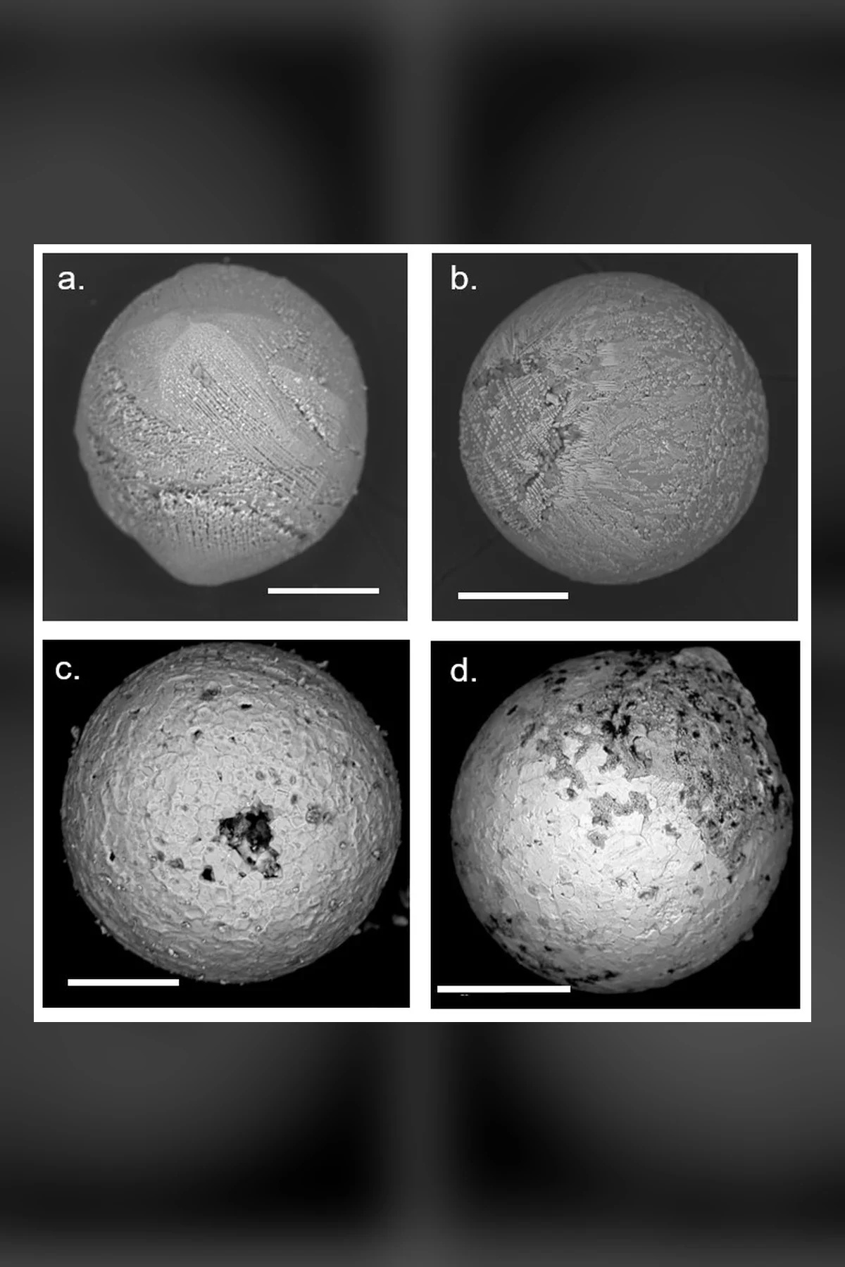 Four round beads photographed under an electron microscope, each grey sphere textured with crystals or pits, labelled a to d, each with a white scale bar.