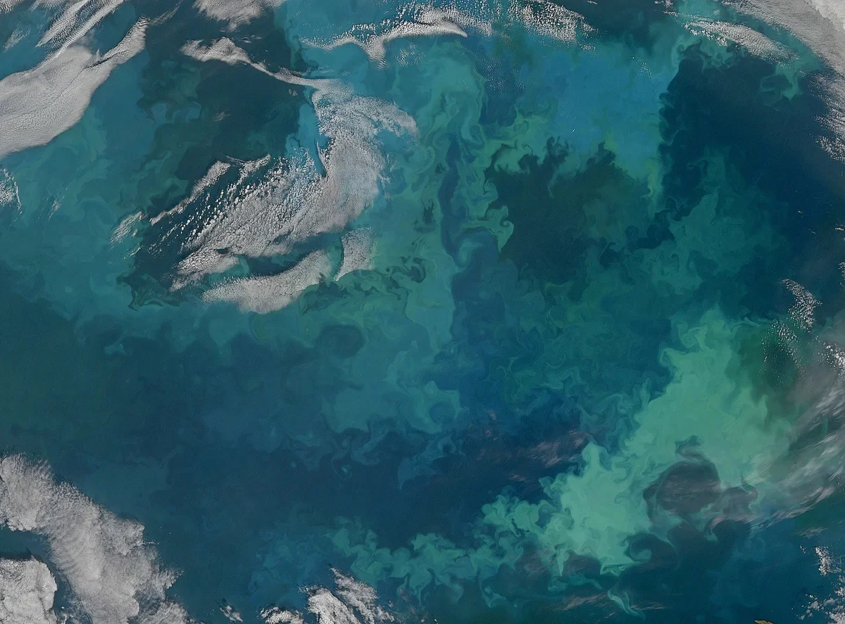 A satellite view of dark sea streaked with swirls of bright turquoise and green, the colours of a plankton bloom.
