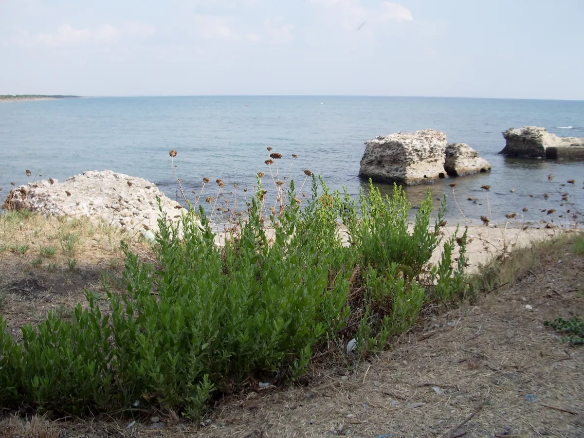 A sandy shore with green scrub in front and large weathered blocks standing in calm shallow sea beyond.