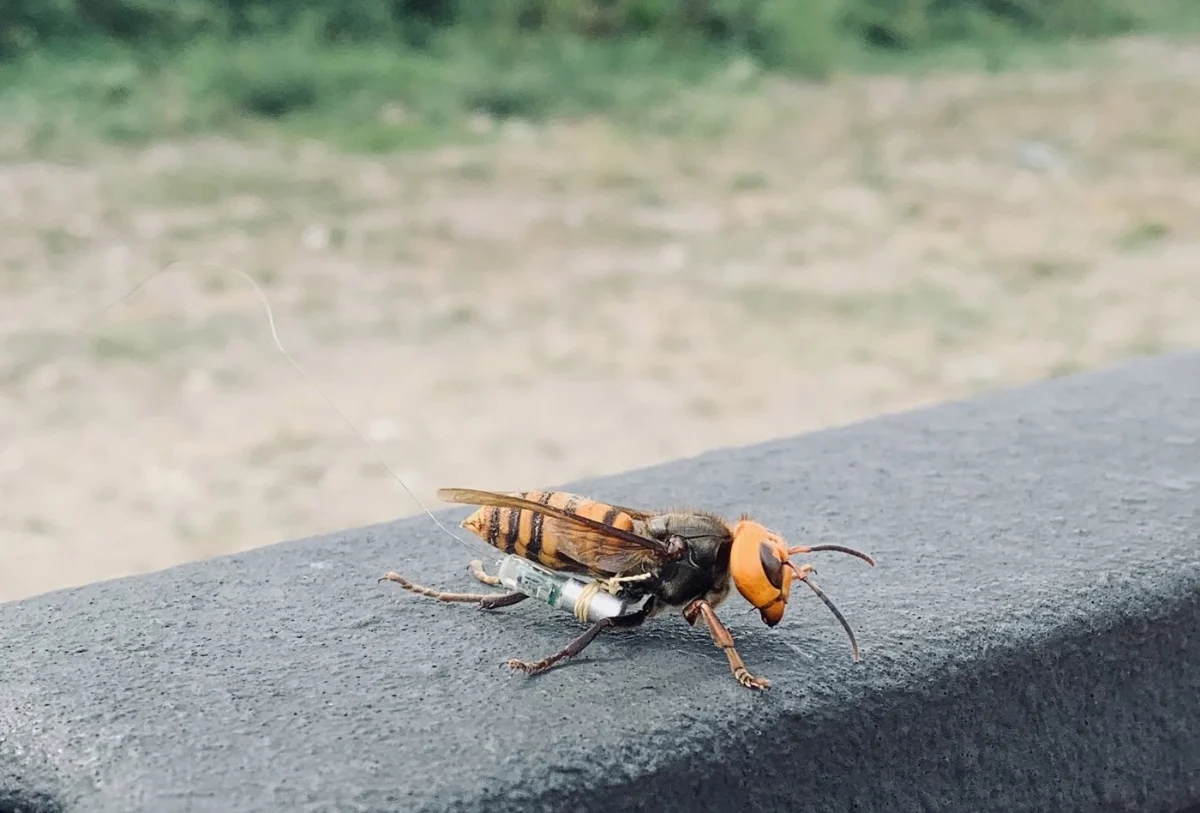 A live hornet with a small tag on a rail.