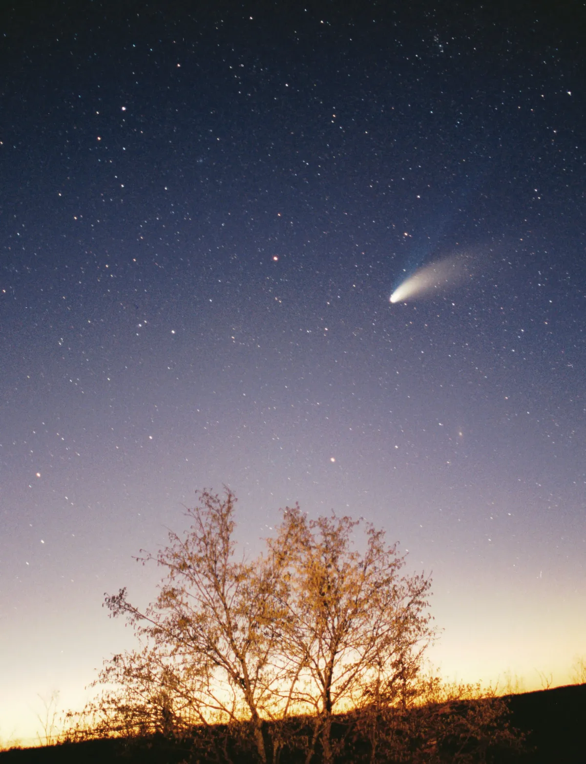 Comet Hale-Bopp in a night sky above the dark silhouette of a tree, its bright white head and two tails, one broad and white, one fainter and blue.